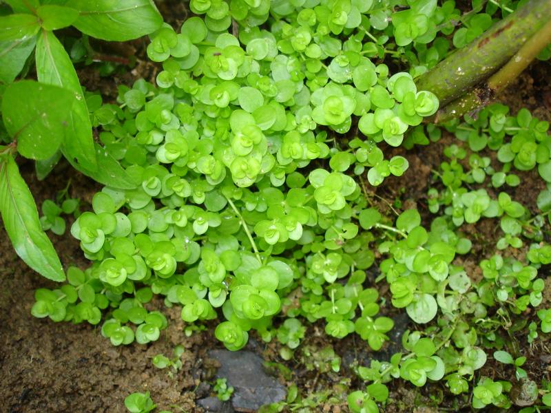 Baby's Tears Outdoor Alabama
